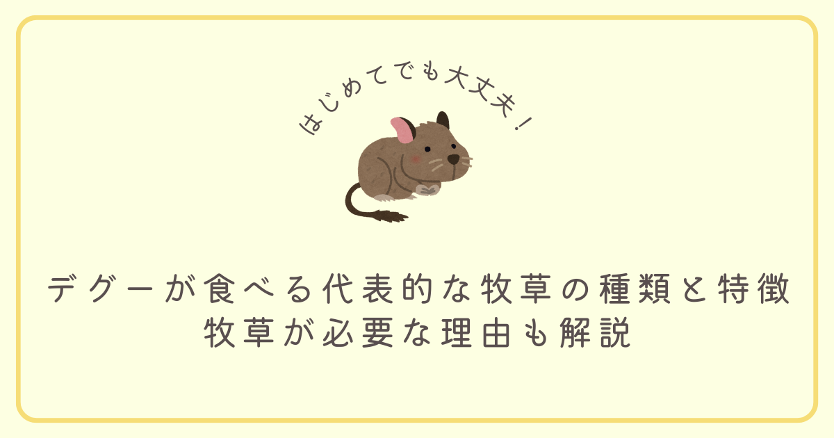 デグーが食べる代表的な牧草の種類と特徴｜牧草が必要な理由も解説